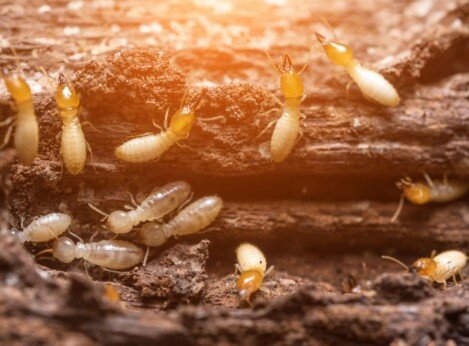 couvreur traitement termites charpente Damville 27240